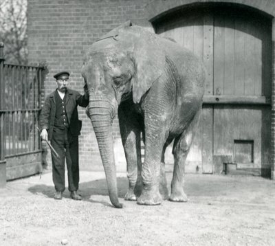 Afrikaanse olifant, 